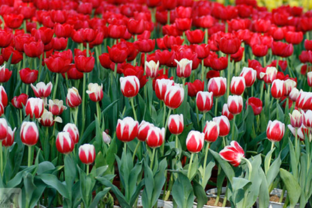 Vườn hoa tulip rực rỡ đón xuân